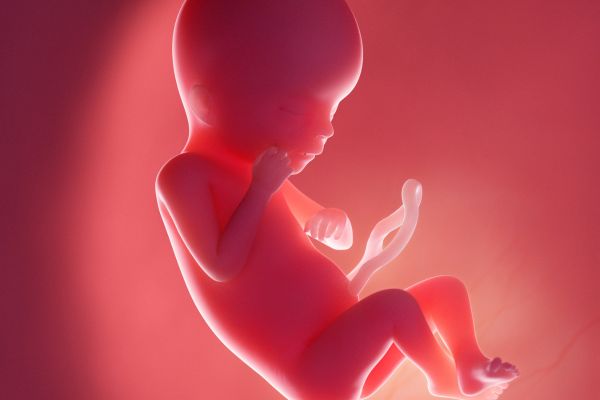pregnancy week by week guide